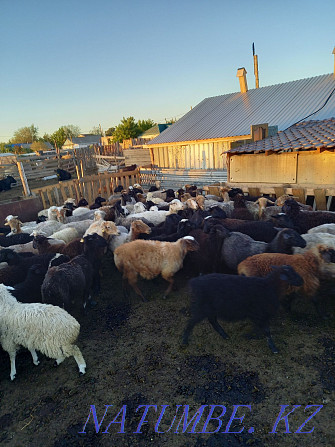 Овцы жирный на мясо  - изображение 2