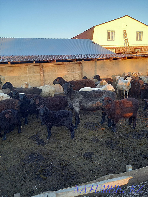 Sheep fat for meat  - photo 4