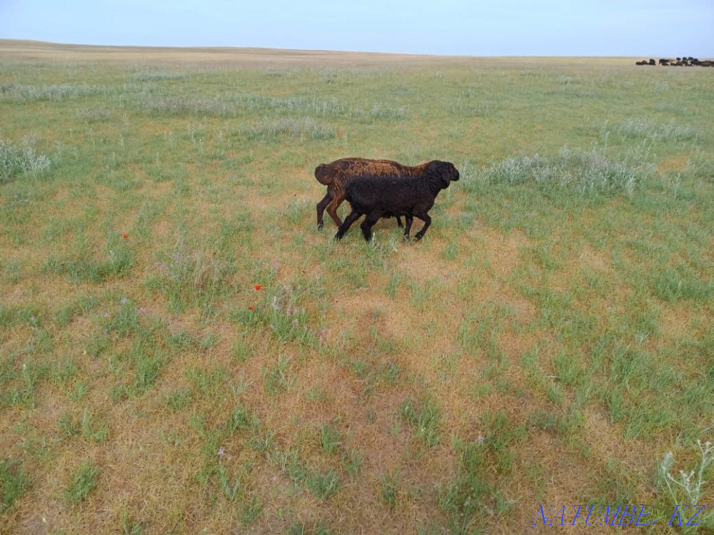 Sheep fat for meat  - photo 1