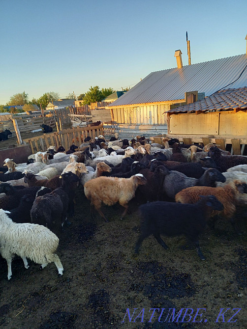 Sheep fat for meat  - photo 2