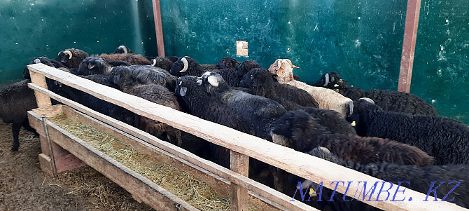 Кой токты тусак кошкар баран овцы Кызылорда - изображение 2