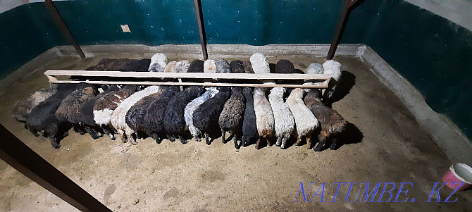 Кой токты тусак кошкар баран овцы Кызылорда - изображение 3