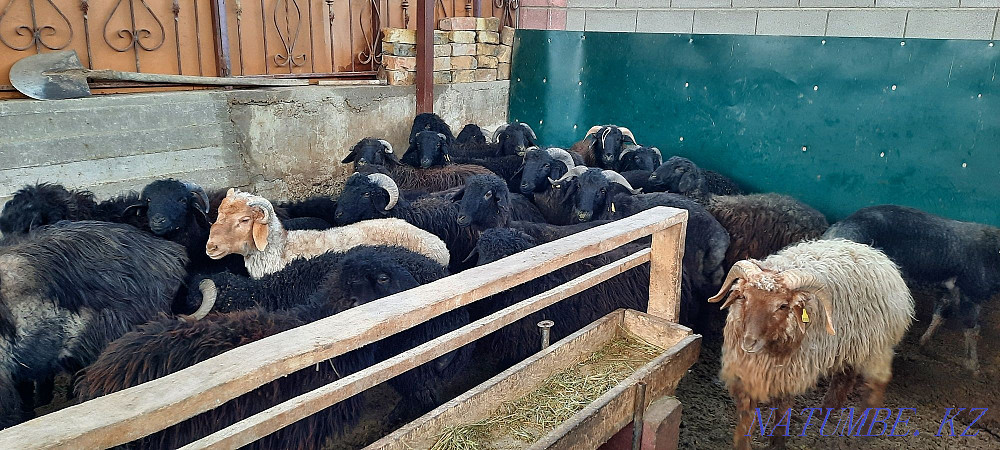 Кой токты тусак кошкар баран овцы Кызылорда - изображение 1