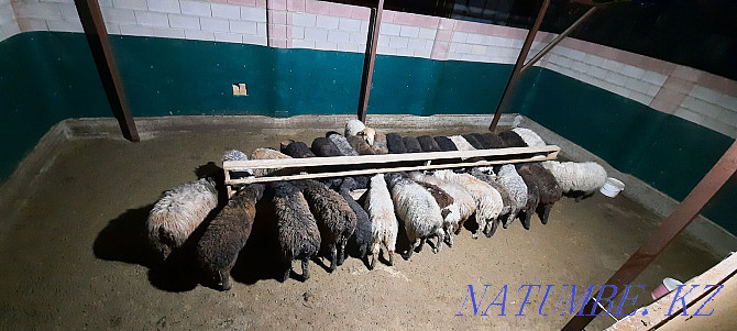 Кой токты тусак кошкар баран овцы Кызылорда - изображение 2