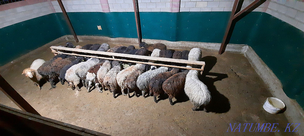 Кой токты тусак кошкар баран овцы Кызылорда - изображение 3