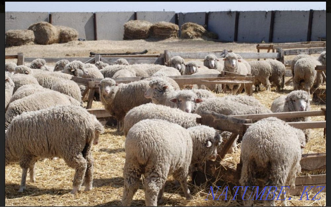 Sheep (Yarks) of Merino breed  - photo 1