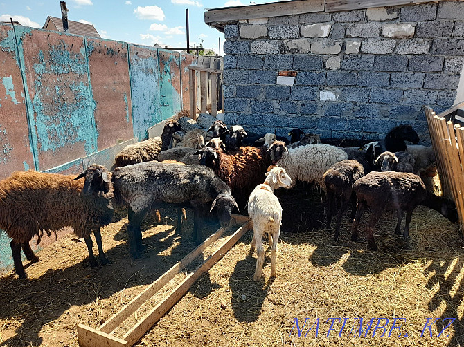 Бараны,овцы,кошкары продам Костанай - изображение 4