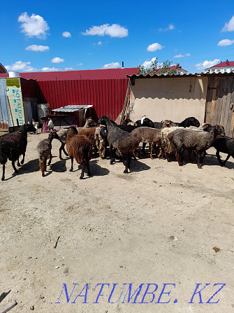 Бараны,овцы,кошкары продам Костанай - изображение 3