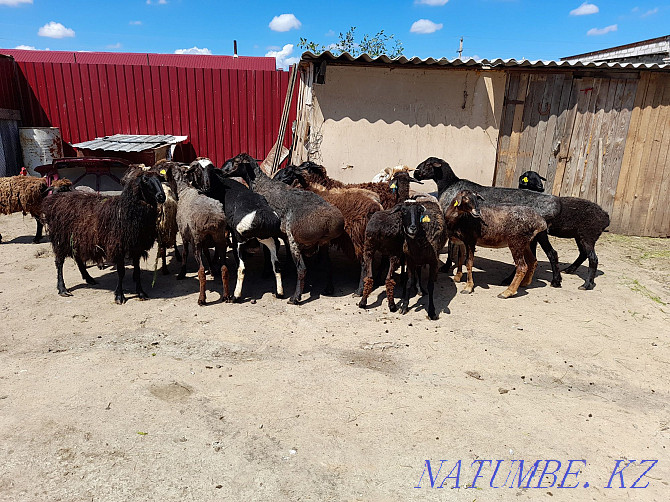 Бараны,овцы,кошкары продам Костанай - изображение 1