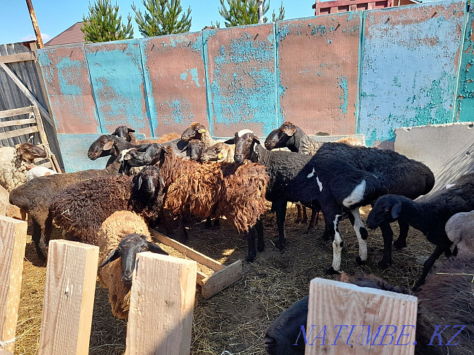Бараны,овцы,кошкары продам Костанай - изображение 2