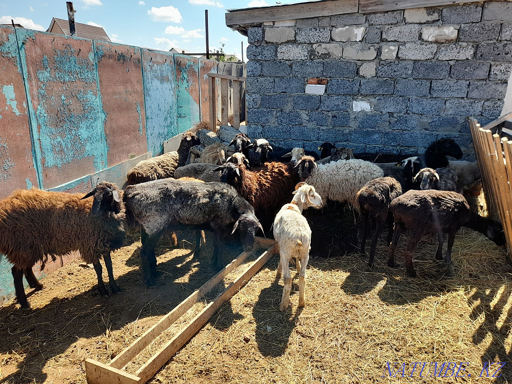 Rams, sheep, cats for sale Kostanay - photo 4