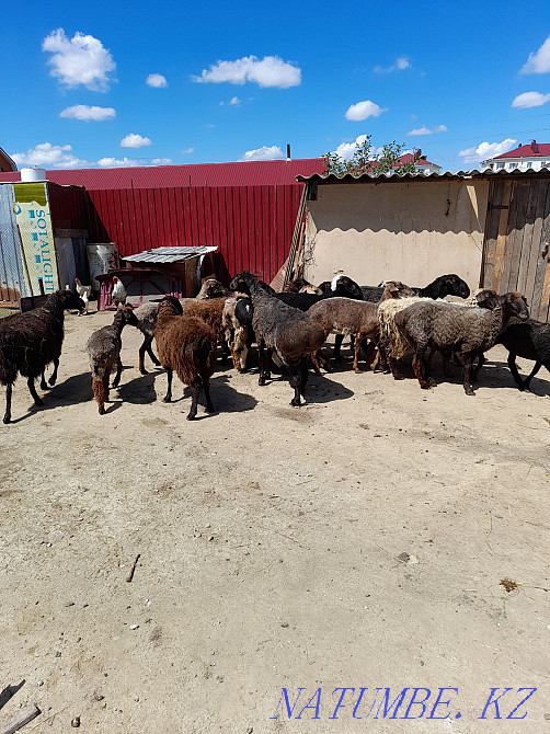 Rams, sheep, cats for sale Kostanay - photo 3
