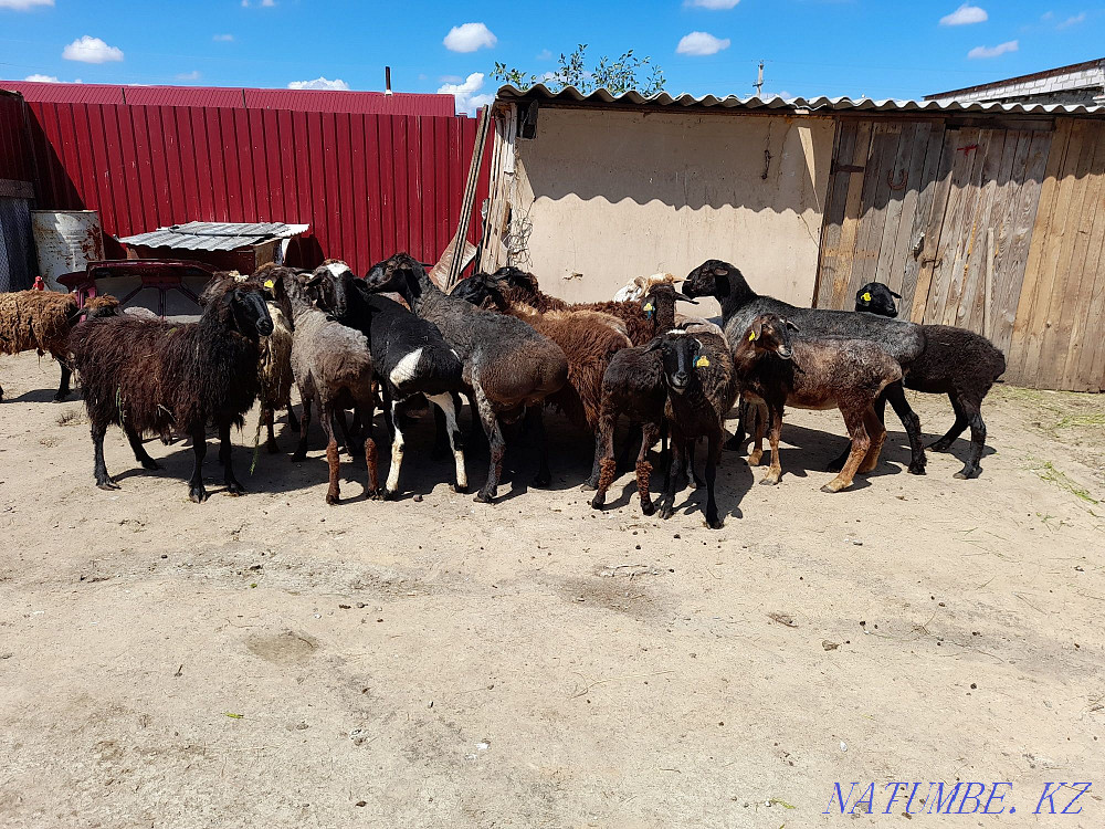 Rams, sheep, cats for sale Kostanay - photo 1