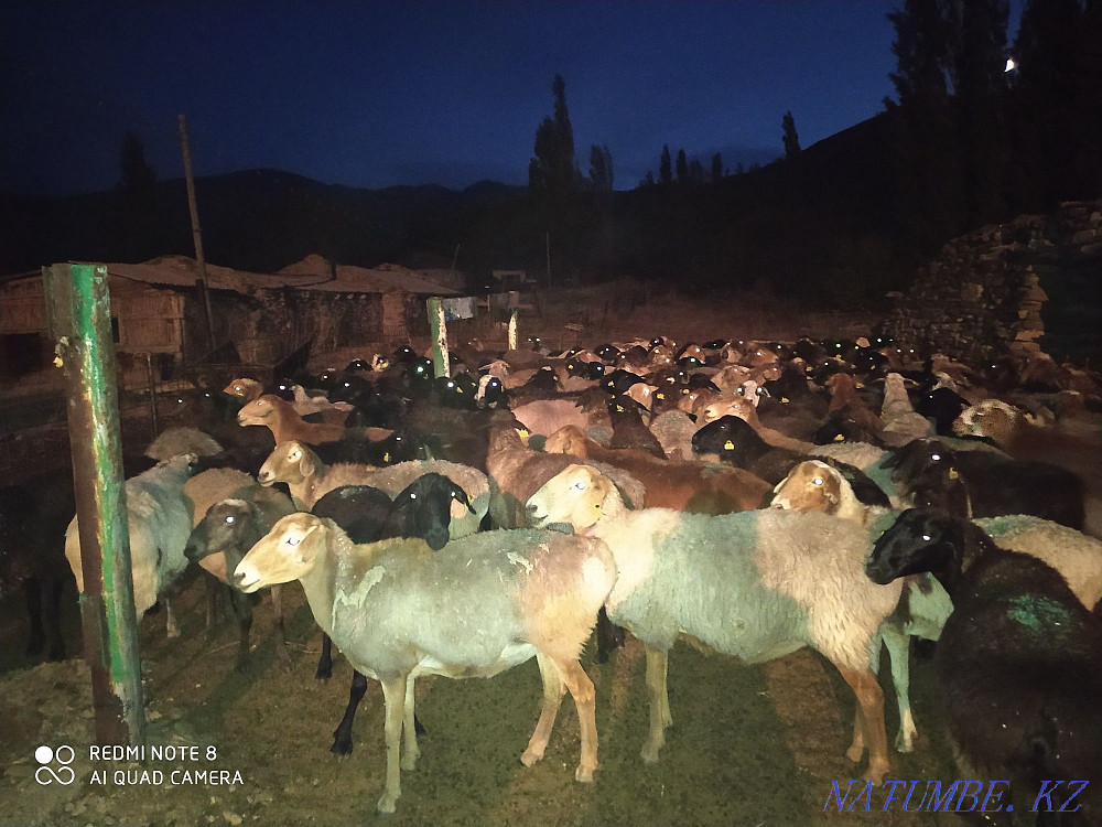 Koy, rams, sheep, tokty satyladas Taraz - photo 1