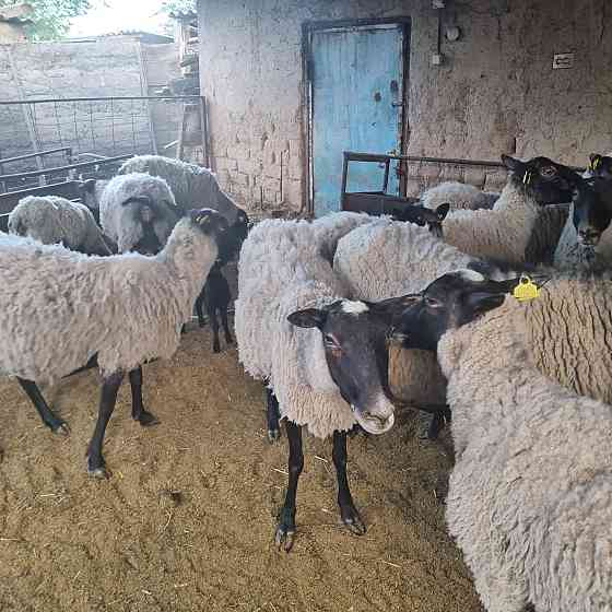 Романовские овцы 