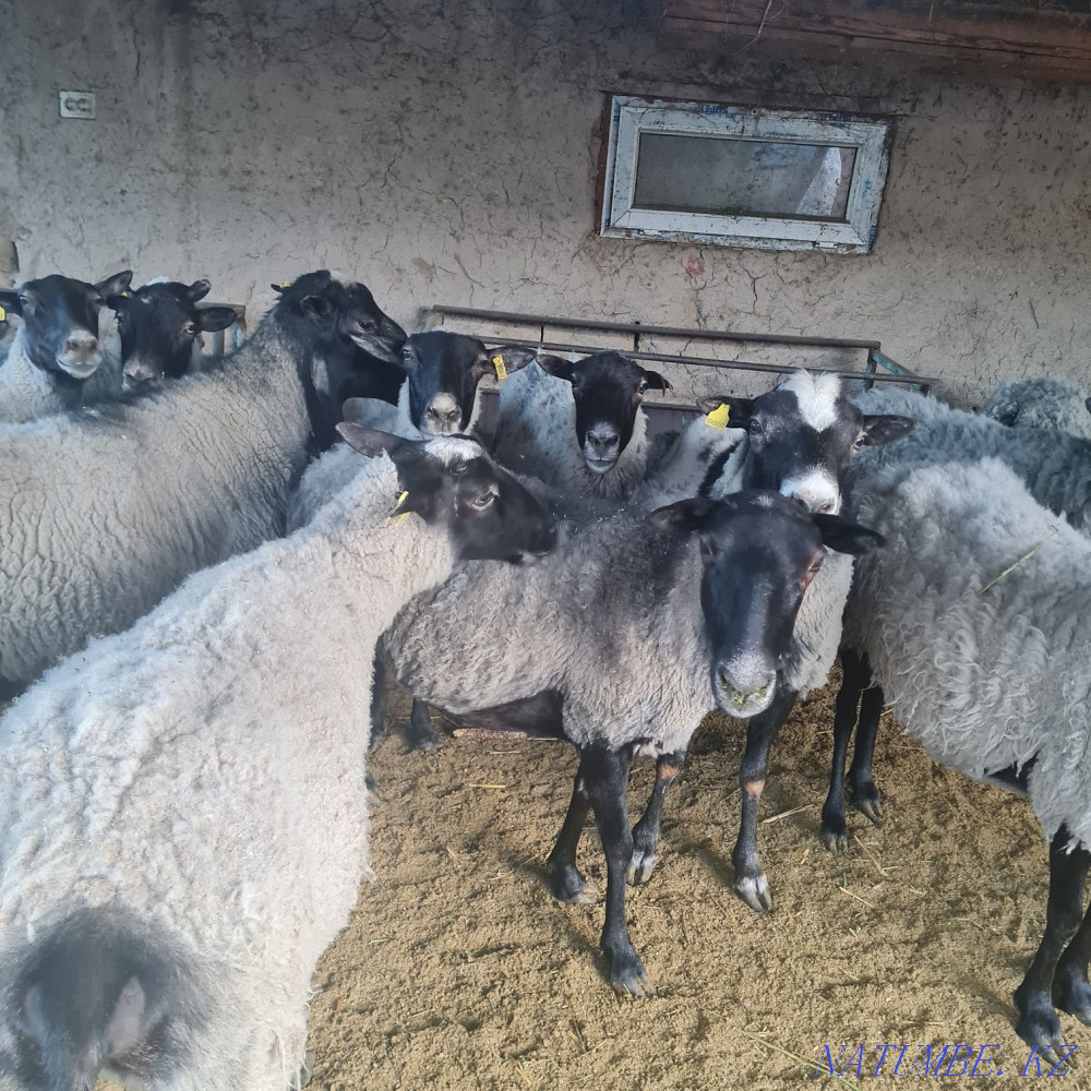 Romanov sheep  - photo 1