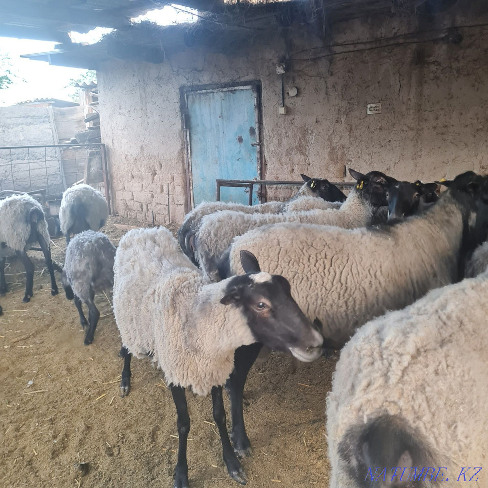 Romanov sheep  - photo 2