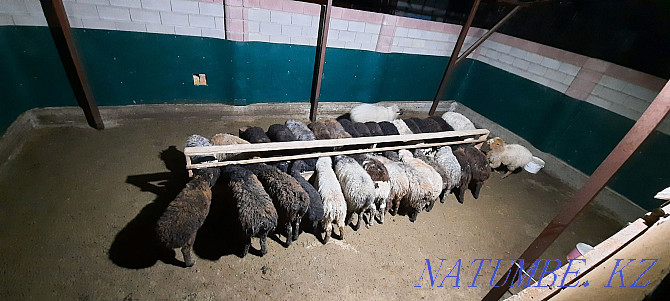 Кой токты тусак кошкар баран овцы Кызылорда - изображение 1