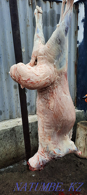 Koi tokty tusak koshkar ram sheep Kyzylorda - photo 3