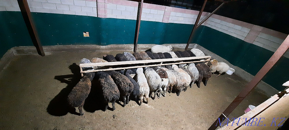 Koi tokty tusak koshkar ram sheep Kyzylorda - photo 1