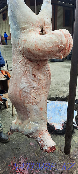 Koi tokty tusak koshkar ram sheep Kyzylorda - photo 4