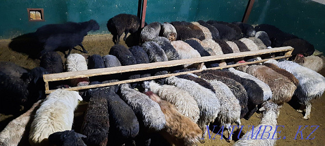 кой токты тусак кошкар баран овцы Кызылорда - изображение 4