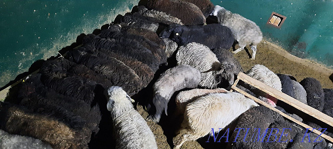 koi tokty tusak koshkar ram sheep Kyzylorda - photo 2