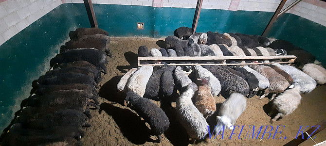 koi tokty tusak koshkar ram sheep Kyzylorda - photo 1