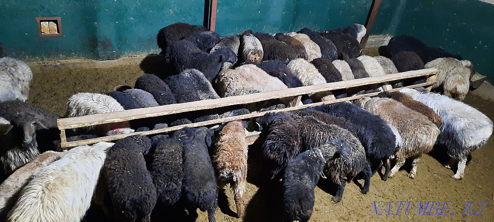 кой токты тусак кошкар баран овцы Кызылорда - изображение 3
