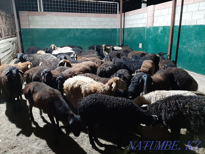 Кой токты тусак кошкар баран овцы Кызылорда - изображение 3