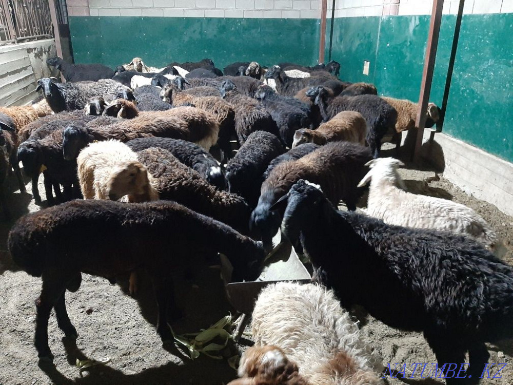 Кой токты тусак кошкар баран овцы Кызылорда - изображение 4