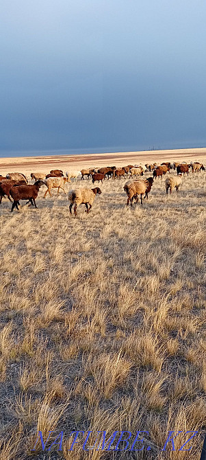 Sheep rams cats ram Kostanay - photo 4