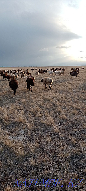 Sheep rams cats ram Kostanay - photo 3