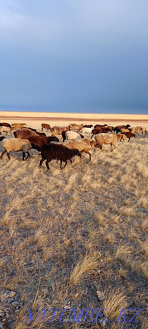 Sheep rams cats ram Kostanay - photo 1