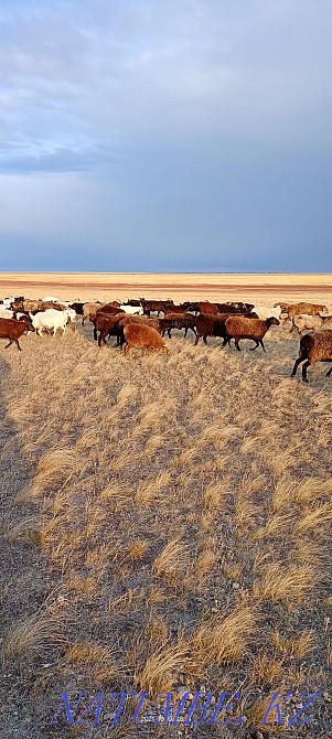 Sheep rams cats ram Kostanay - photo 2