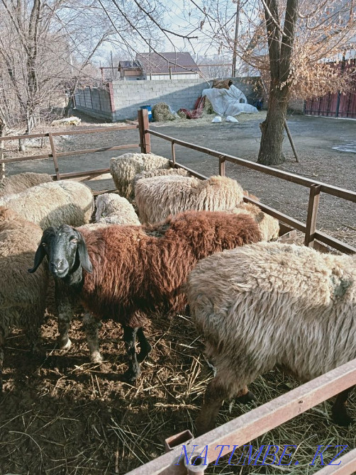 Кой, ешкі токтылар,сектер. Бараны овцы Отеген батыра - изображение 3