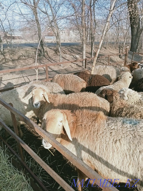 Кой, ешкі токтылар,сектер. Бараны овцы Отеген батыра - изображение 4