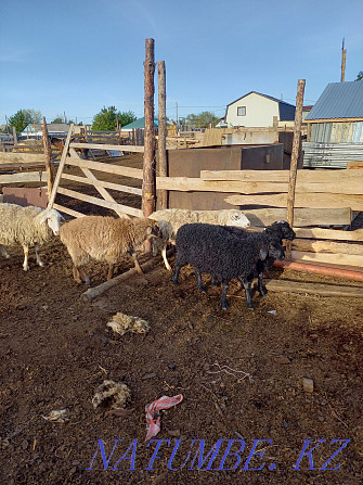 Sheep rams wholesale 110 heads.  - photo 2