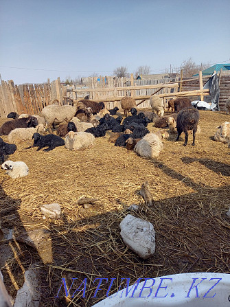 Sheep rams wholesale 110 heads.  - photo 1