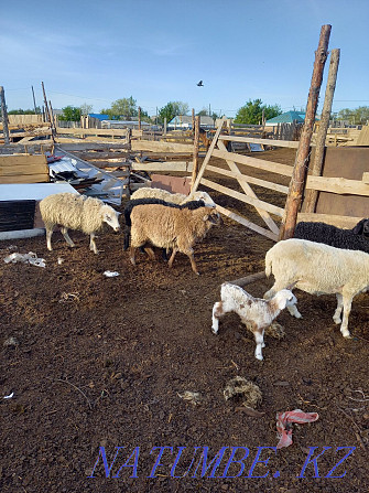 Sheep rams wholesale 110 heads.  - photo 3