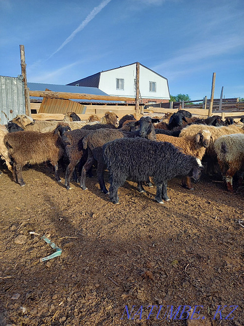 Овцы бараны оптом 110голов.  - изображение 4