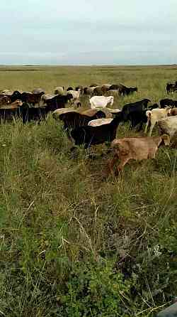 бараны, овцы, кой, койлар, ягнята, баранина на мясо Shahtinsk