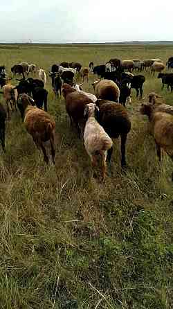 бараны, овцы, кой, койлар, ягнята, баранина на мясо Shahtinsk
