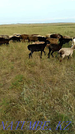 бараны, овцы, кой, койлар, ягнята, баранина на мясо Шахтинск - изображение 2