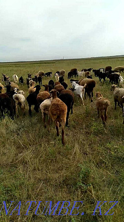 бараны, овцы, кой, койлар, ягнята, баранина на мясо Шахтинск - изображение 1