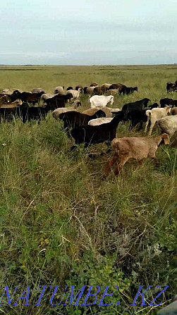 бараны, овцы, кой, койлар, ягнята, баранина на мясо Шахтинск - изображение 4