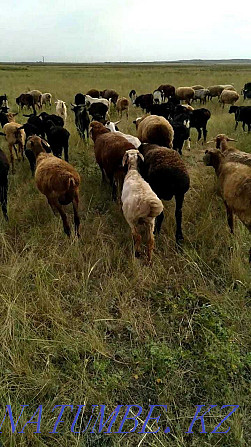 бараны, овцы, кой, койлар, ягнята, баранина на мясо Шахтинск - изображение 3