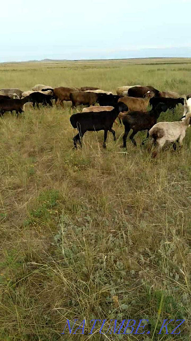 rams, sheep, koy, koylar, lambs, lamb for meat Shahtinsk - photo 2