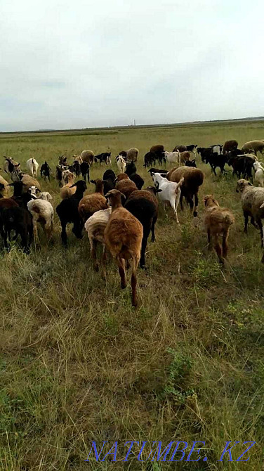 rams, sheep, koy, koylar, lambs, lamb for meat Shahtinsk - photo 1