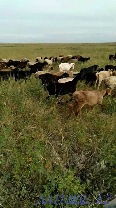 rams, sheep, koy, koylar, lambs, lamb for meat Shahtinsk - photo 4